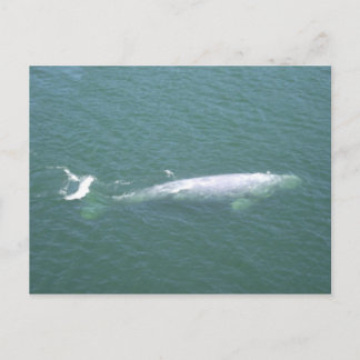 Gray Whale Postcard Postkarte