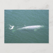 Gray Whale Postcard Postkarte (Vorderseite)