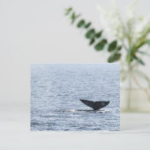 Gray Whale Schwanz Postkarte (Stehend Vorderseite)
