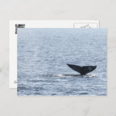 Gray Whale Schwanz Postkarte (Vorne/Hinten)