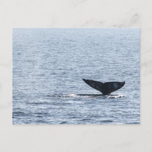 Gray Whale Schwanz Postkarte (Vorderseite)