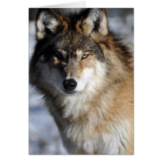 Gray Wolf