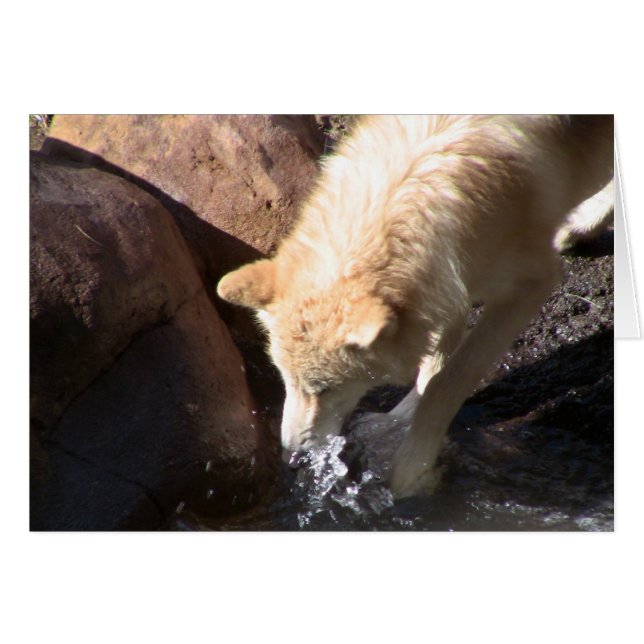 Gray Wolf (Vorderseite (Horizontal))