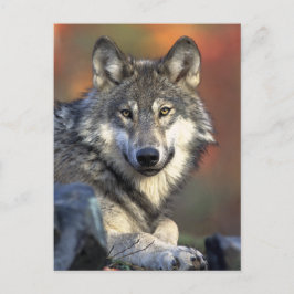 Gray Wolf Art Postkarte