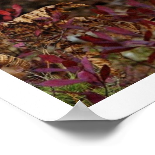 Gray Wolf Art Print Poster (Ecke)