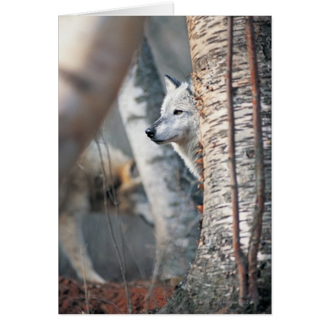 Gray Wolf Behind Tree (Vorne)
