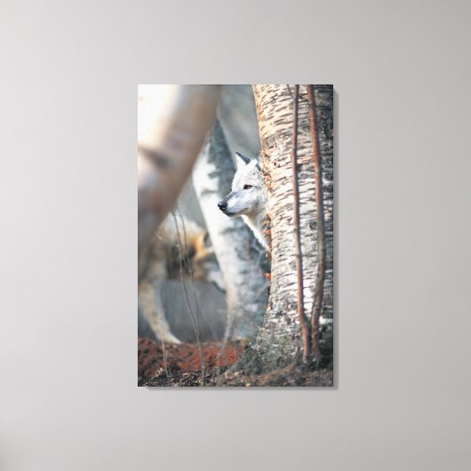 Gray Wolf Behind Tree Leinwanddruck (Vorderseite)