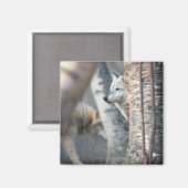 Gray Wolf Behind Tree Magnet (Vorderseite/Rückseite)