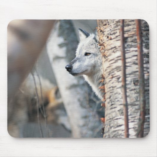 Gray Wolf Behind Tree Mousepad (Vorne)