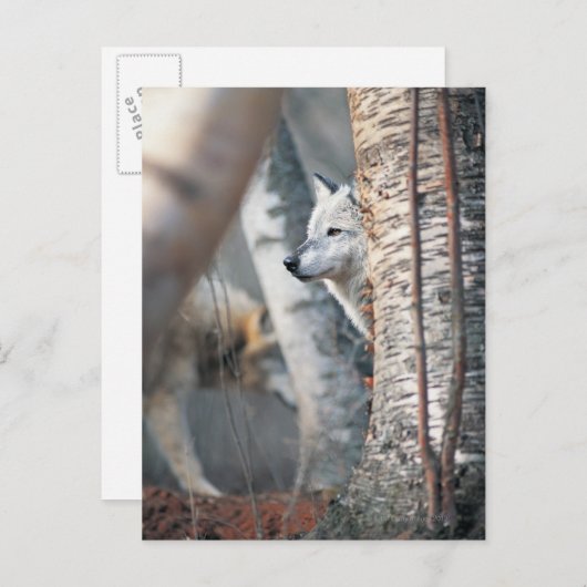 Gray Wolf Behind Tree Postkarte (Vorne/Hinten)