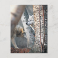 Gray Wolf Behind Tree