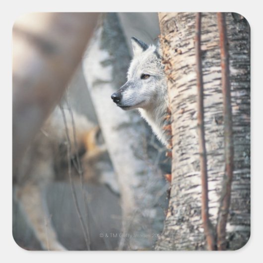 Gray Wolf Behind Tree Quadratischer Aufkleber (Vorderseite)