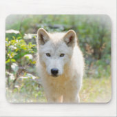 Gray Wolf, Calm Canine Mousepad (Vorne)