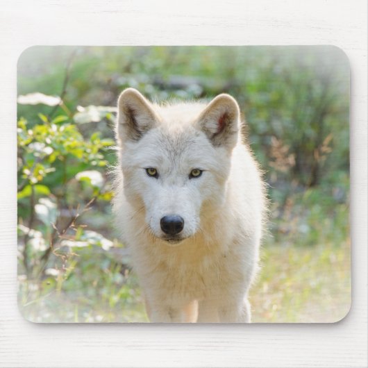 Gray Wolf, Calm Canine Mousepad (Vorne)