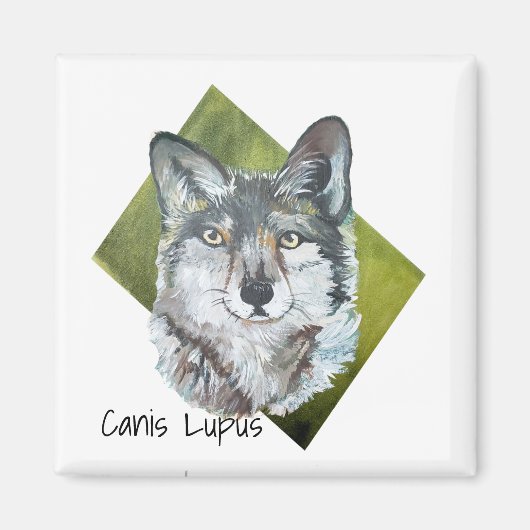 Gray Wolf Canis Lupus auf Green Magnet (Vorne)