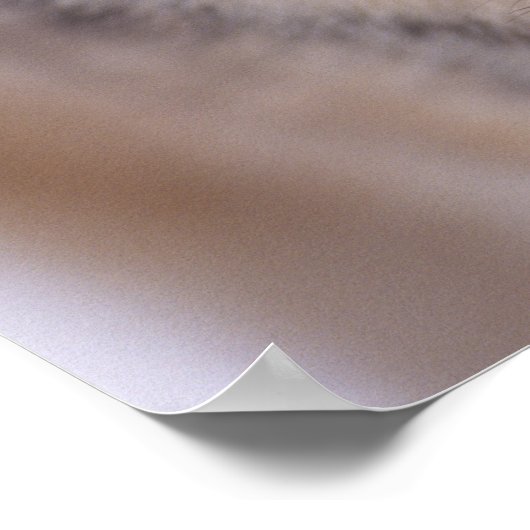 gray wolf, Canis lupus, close up of eyes in Poster (Ecke)