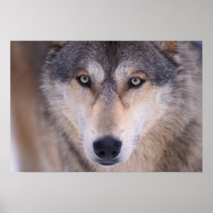 gray wolf, Canis lupus, close up of eyes in Poster