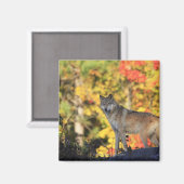 Gray Wolf Canis lupus.org: Fleischfresser Magnet (Vorderseite/Rückseite)