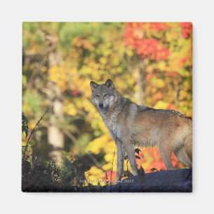 Gray Wolf Canis lupus.org: Fleischfresser Magnet