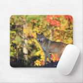 Gray Wolf Canis lupus.org: Fleischfresser Mousepad (Mit Mouse)