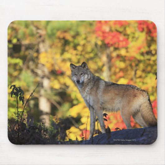 Gray Wolf Canis lupus.org: Fleischfresser Mousepad (Vorne)