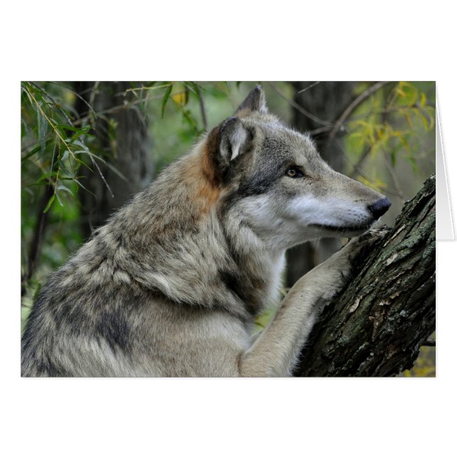 Gray Wolf Card (Vorderseite (Horizontal))