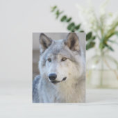 Gray Wolf Closeup Postkarte (Stehend Vorderseite)
