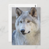 Gray Wolf Closeup Postkarte (Vorne/Hinten)