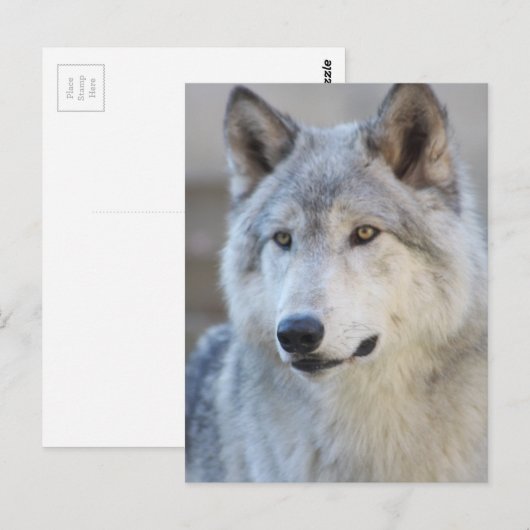 Gray Wolf Closeup Postkarte (Vorne/Hinten)