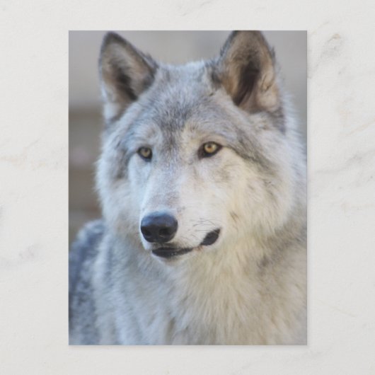 Gray Wolf Closeup Postkarte (Vorderseite)