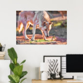 GRAY WOLF COLORFUL ENCOUNTER POSTER (Heimbüro)