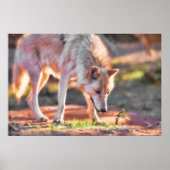 GRAY WOLF COLORFUL ENCOUNTER POSTER (Vorne)