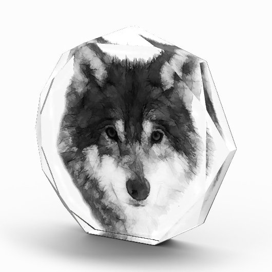 Gray Wolf cool Fotoblock (Rechts)