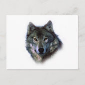 Gray Wolf Eyes Postkarte (Vorderseite)