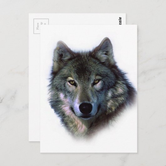 Gray Wolf Eyes Postkarte (Vorne/Hinten)