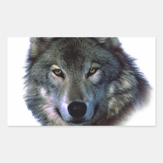 Gray Wolf Eyes Rechteckiger Aufkleber (Vorderseite)