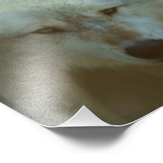 Gray Wolf Foto (Ecke)