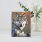 Gray Wolf Foto Postkarte (Stehend Vorderseite)
