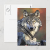 Gray Wolf Foto Postkarte (Vorne/Hinten)