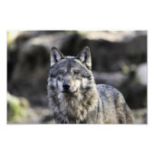 Gray Wolf Fotodruck (Vorne)