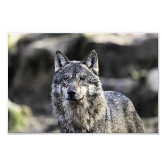 Gray Wolf Fotodruck (Vorne)