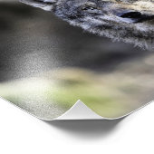 Gray Wolf Fotodruck (Ecke)