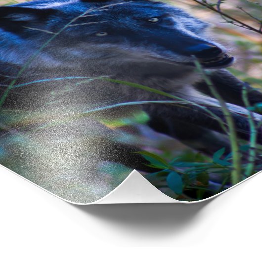 Gray Wolf Fotografie Print (Ecke)