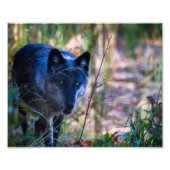 Gray Wolf Fotografie Print (Vorne)