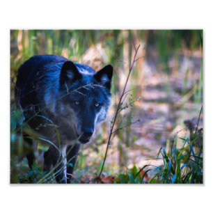 Gray Wolf Fotografie Print