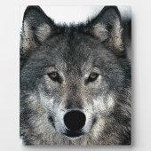 Gray Wolf Fotoplatte (Vorderseite)