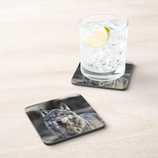 Gray Wolf Getränkeuntersetzer (Rechte Seite)