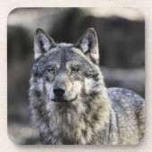 Gray Wolf Getränkeuntersetzer (Vorderseite)