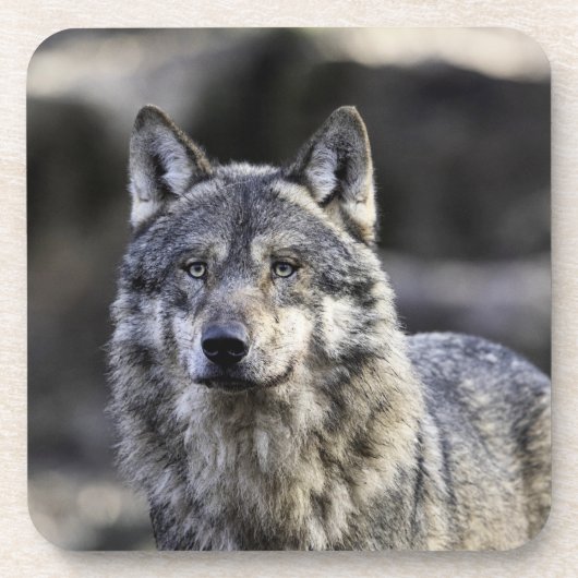 Gray Wolf Getränkeuntersetzer (Vorderseite)