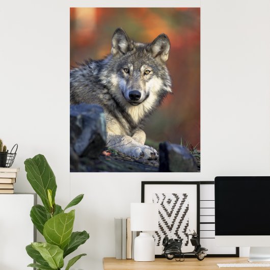 Gray Wolf HerbstCanvas Print Poster (Heimbüro)